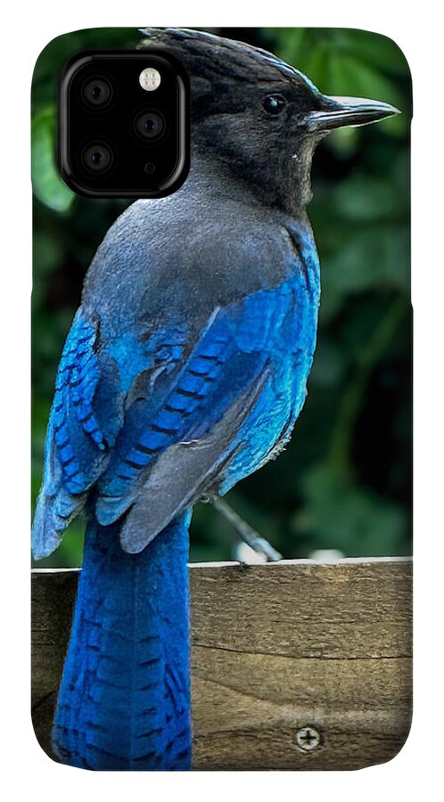 Stellars jay - Phone Case