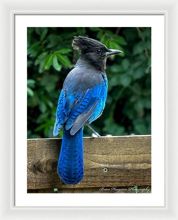 Stellars jay - Framed Print
