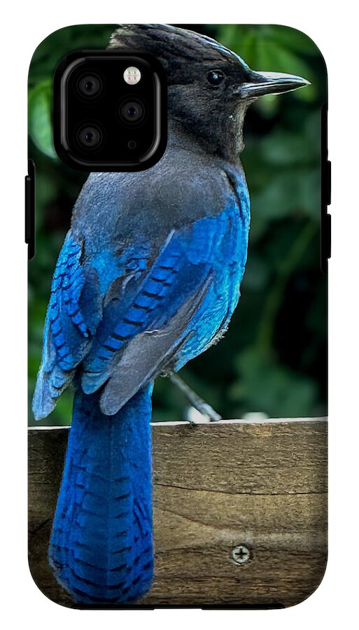 Stellars jay - Phone Case