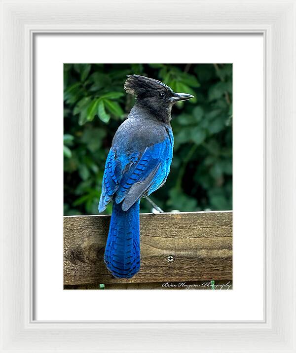 Stellars jay - Framed Print