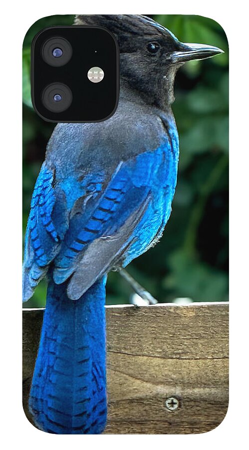 Stellars jay - Phone Case