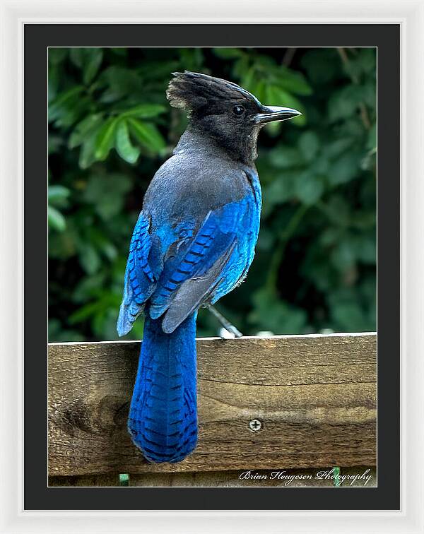 Stellars jay - Framed Print