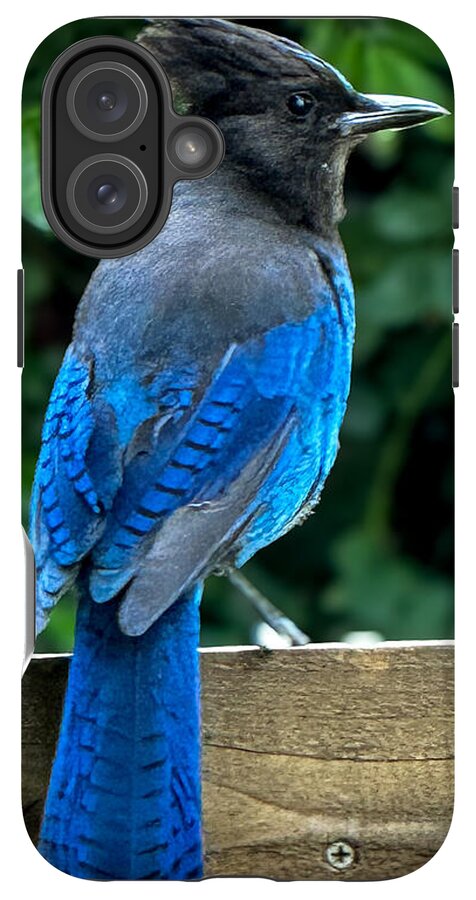 Stellars jay - Phone Case