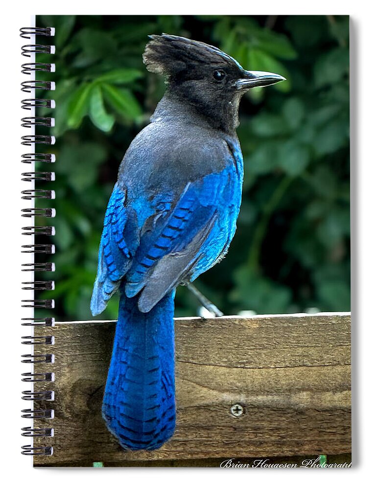 Stellars jay - Spiral Notebook