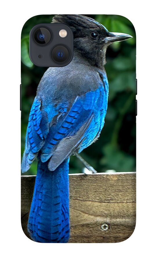 Stellars jay - Phone Case