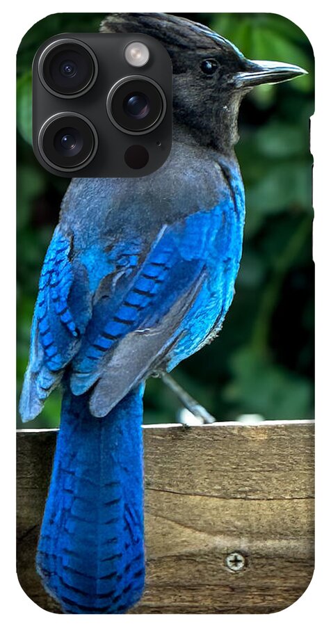 Stellars jay - Phone Case