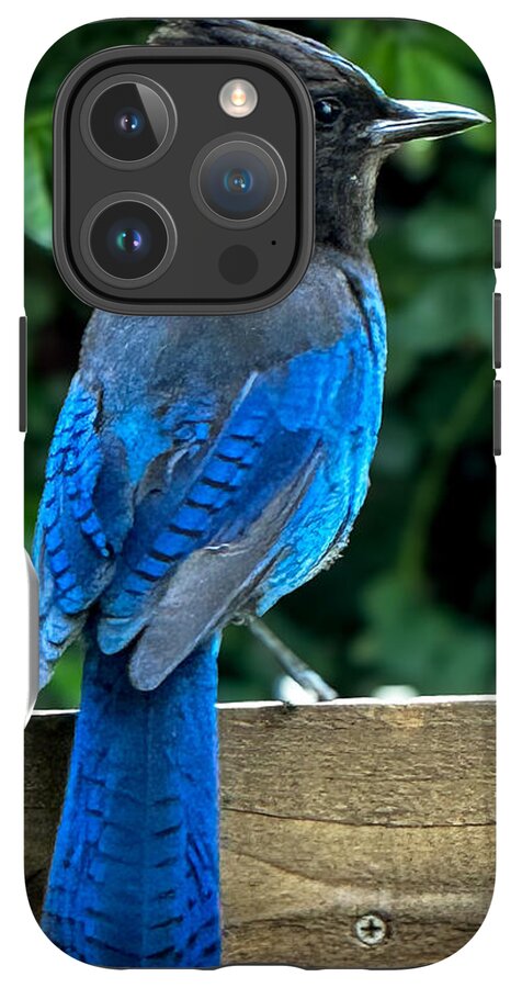Stellars jay - Phone Case