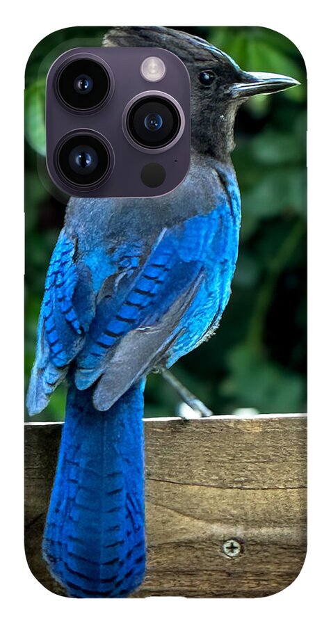 Stellars jay - Phone Case