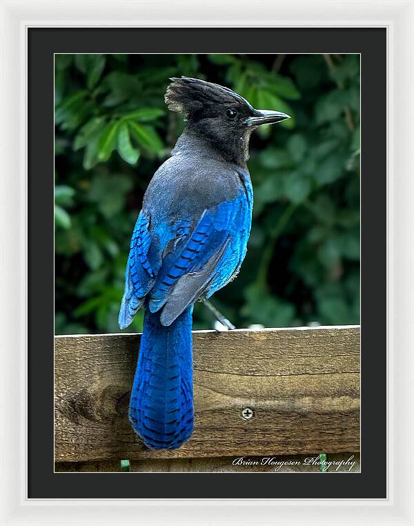 Stellars jay - Framed Print