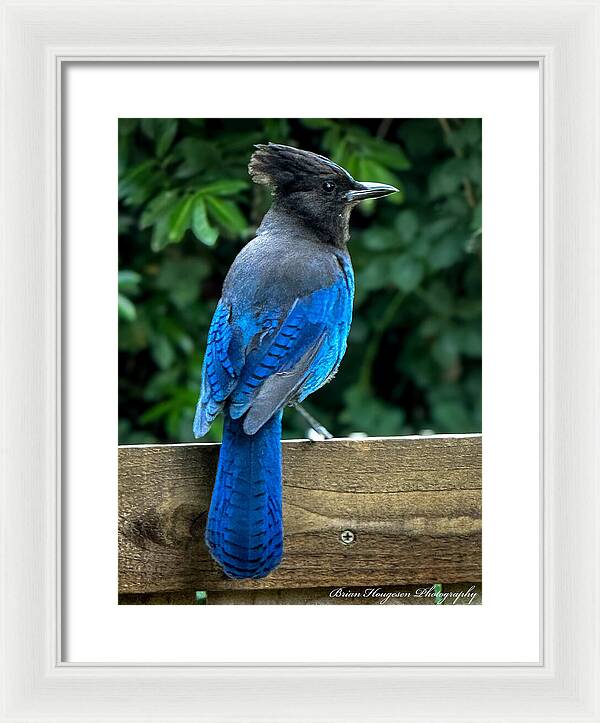 Stellars jay - Framed Print