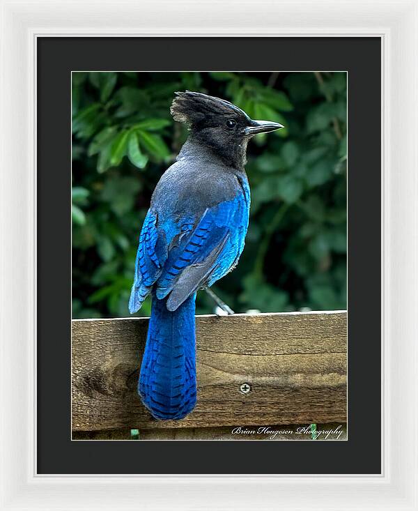 Stellars jay - Framed Print