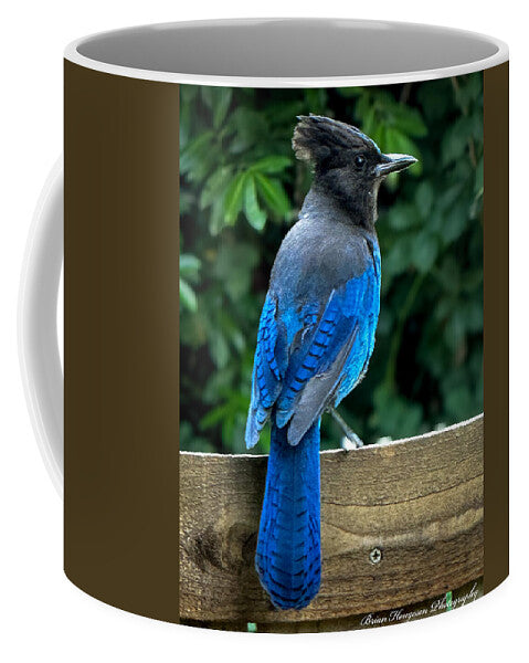 Stellars jay - Mug