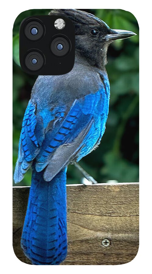 Stellars jay - Phone Case