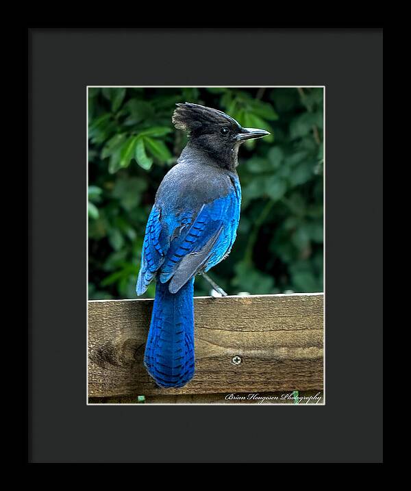 Stellars jay - Framed Print