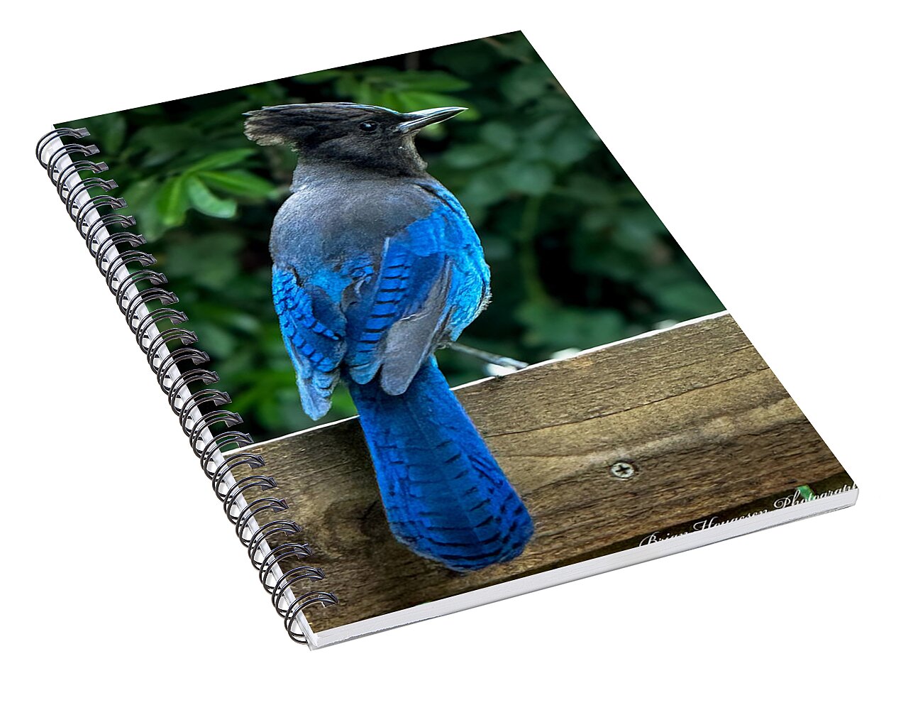 Stellars jay - Spiral Notebook