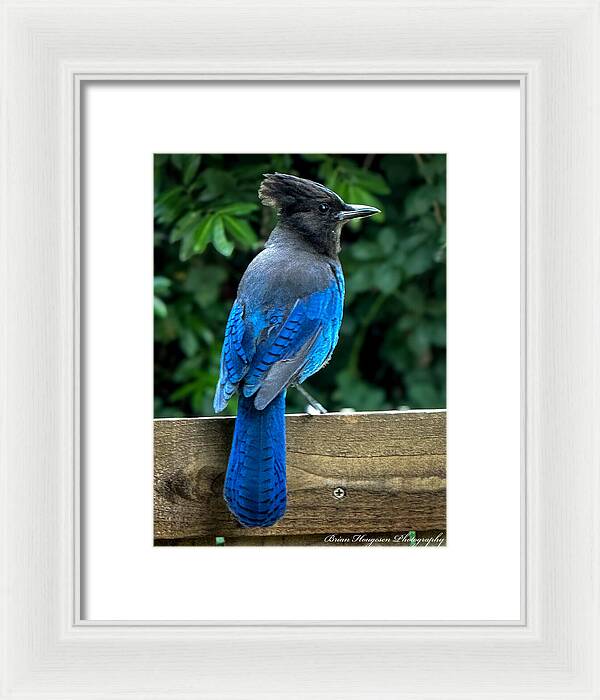 Stellars jay - Framed Print