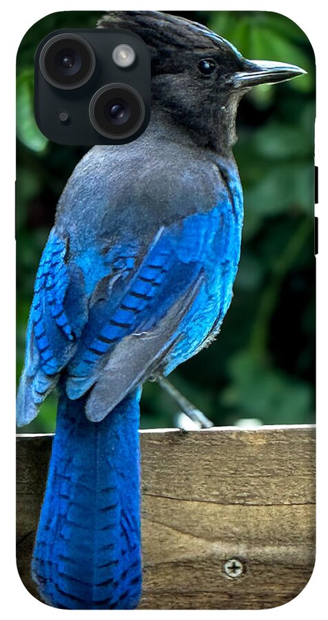 Stellars jay - Phone Case