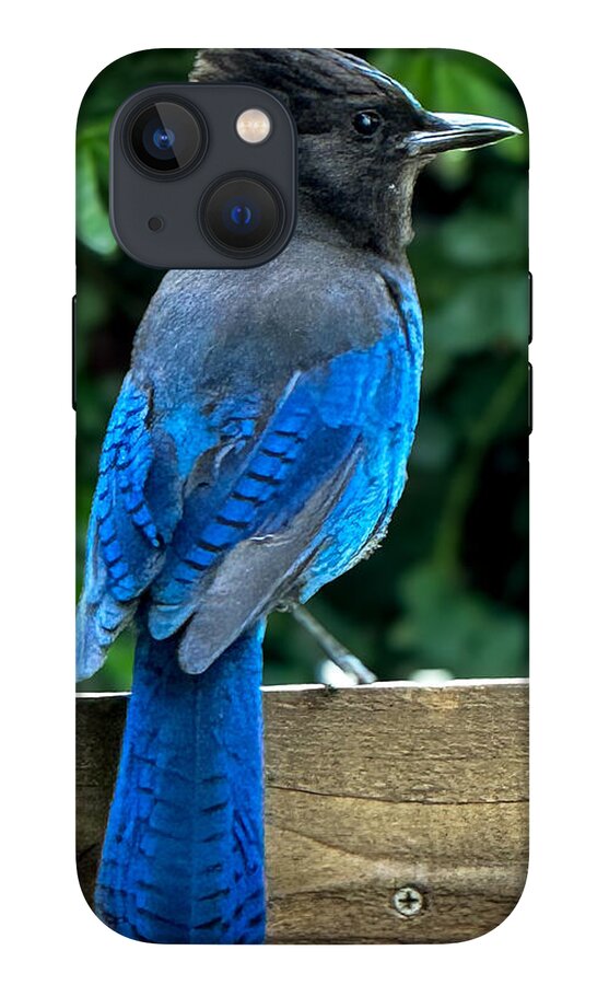 Stellars jay - Phone Case