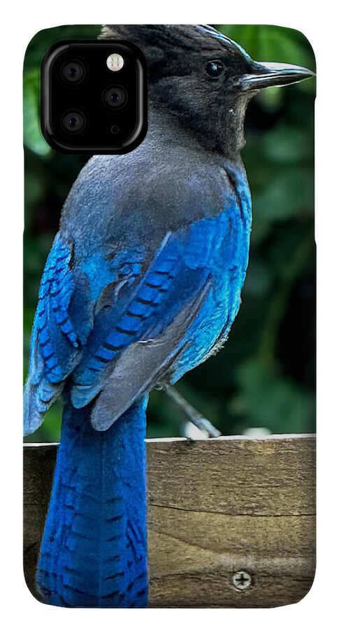 Stellars jay - Phone Case