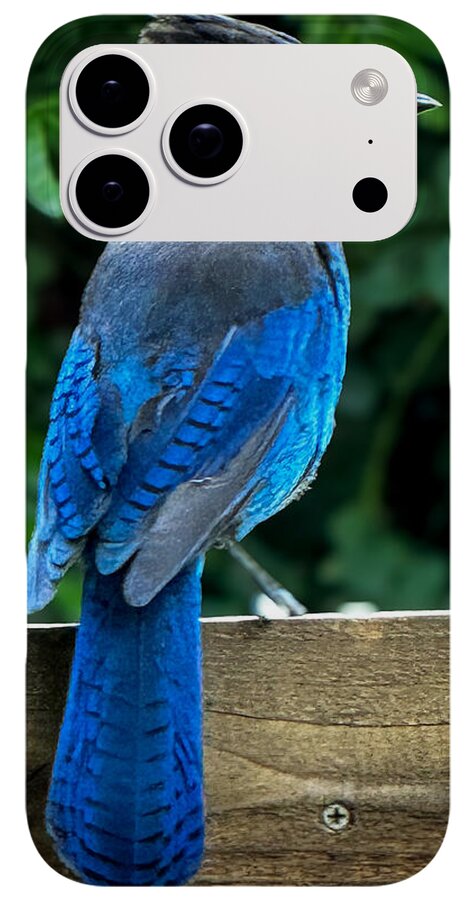Stellars jay - Phone Case