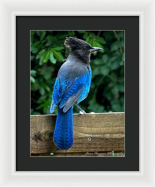 Stellars jay - Framed Print