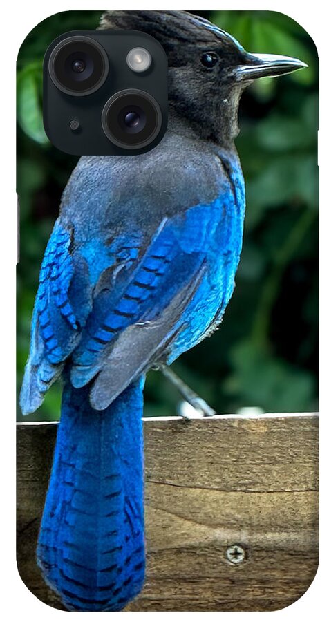 Stellars jay - Phone Case