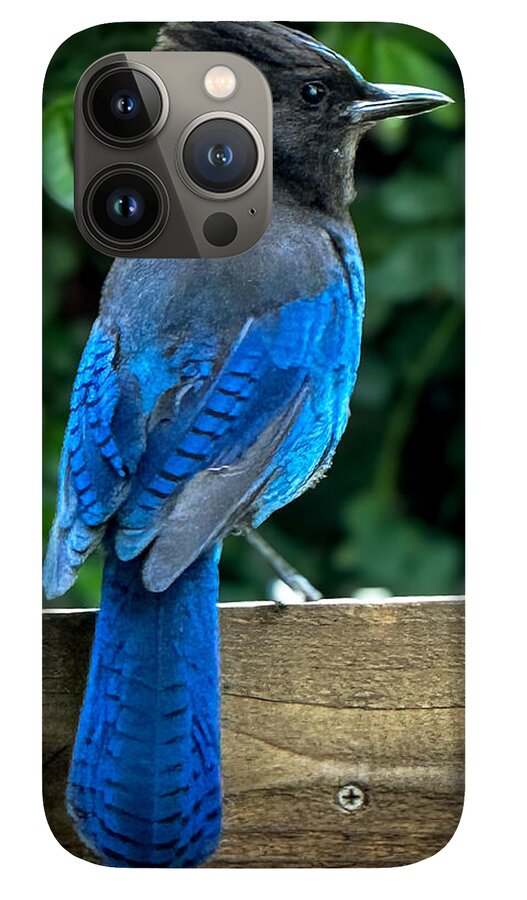 Stellars jay - Phone Case