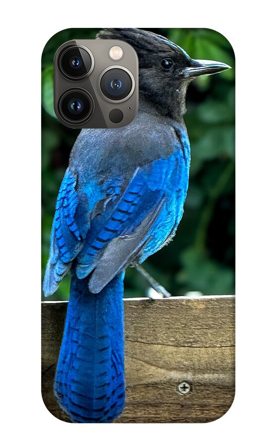 Stellars jay - Phone Case