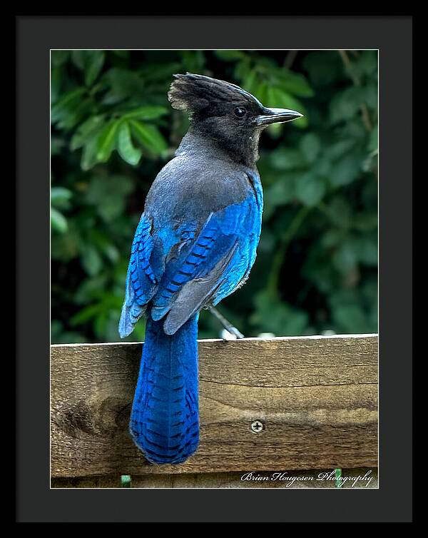 Stellars jay - Framed Print