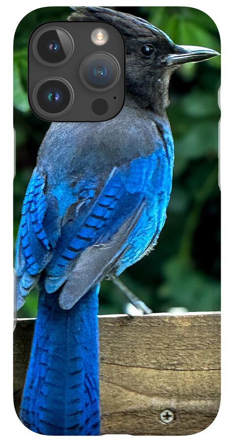 Stellars jay - Phone Case