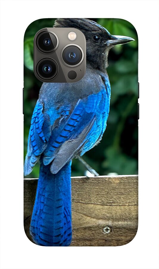 Stellars jay - Phone Case