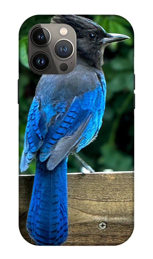 Stellars jay - Phone Case