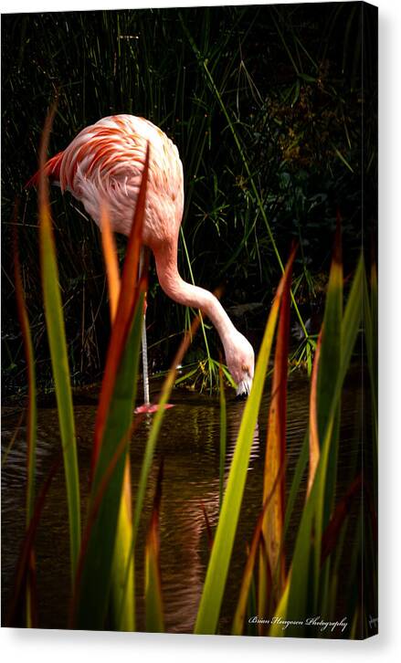 Taking a drink - Canvas Print