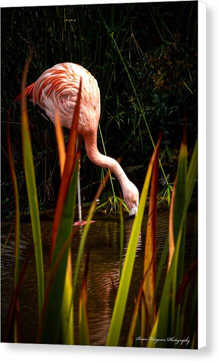 Taking a drink - Canvas Print