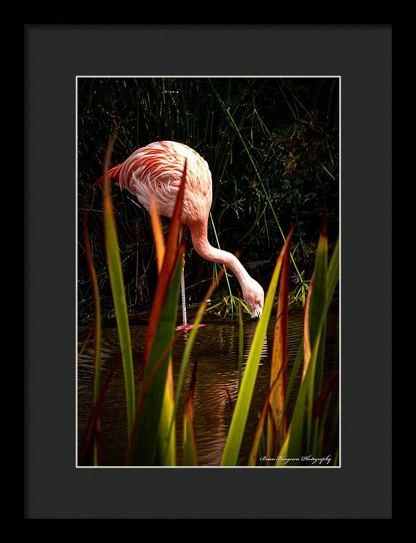Taking a drink - Framed Print