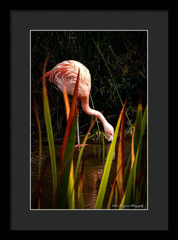 Taking a drink - Framed Print