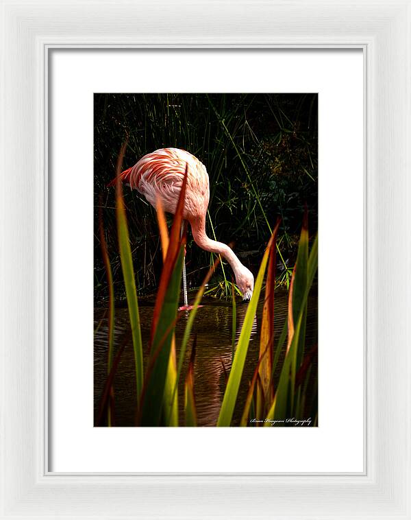 Taking a drink - Framed Print