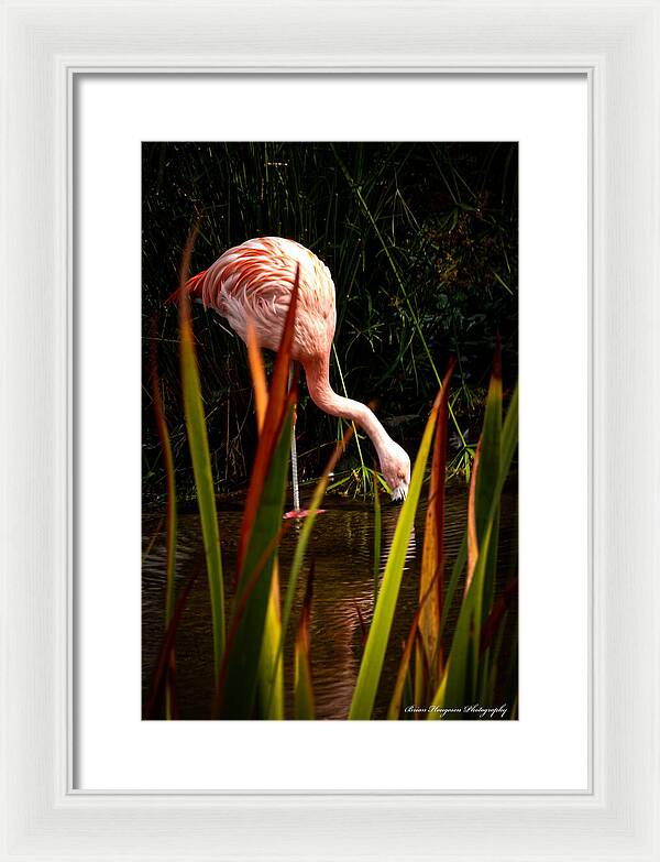 Taking a drink - Framed Print