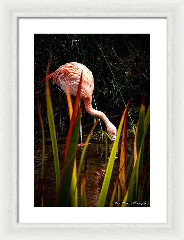 Taking a drink - Framed Print