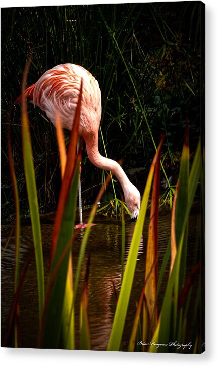 Taking a drink - Acrylic Print
