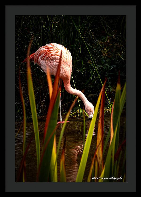 Taking a drink - Framed Print