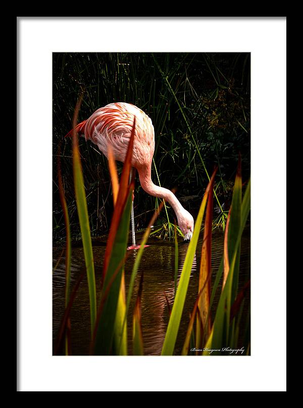 Taking a drink - Framed Print