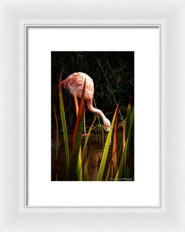 Taking a drink - Framed Print