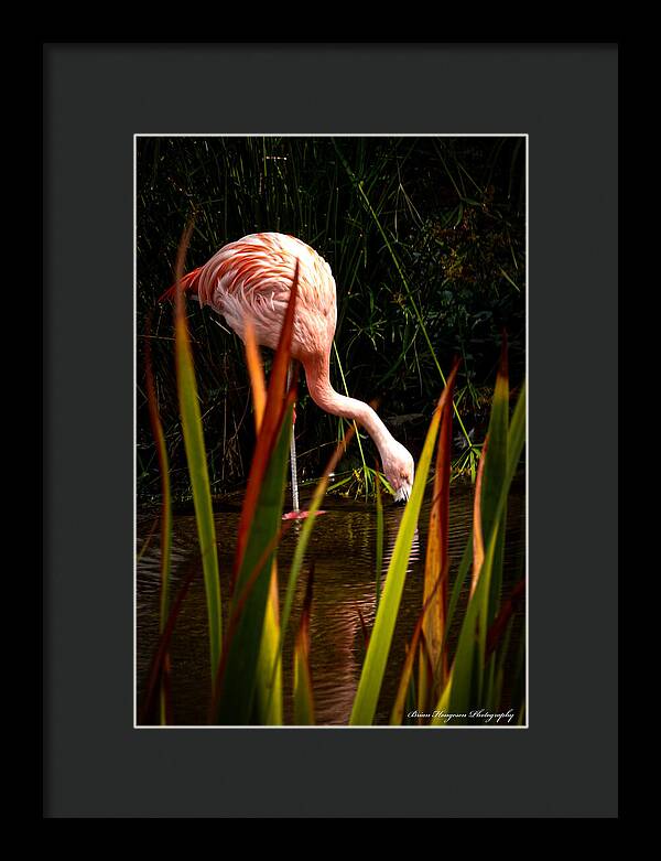 Taking a drink - Framed Print