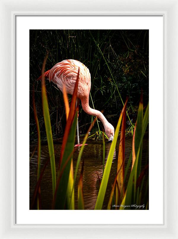 Taking a drink - Framed Print