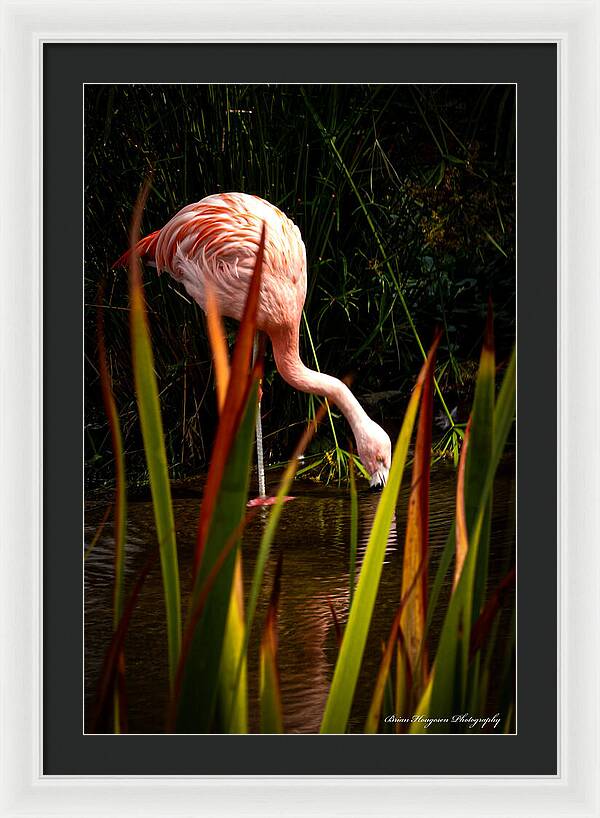 Taking a drink - Framed Print