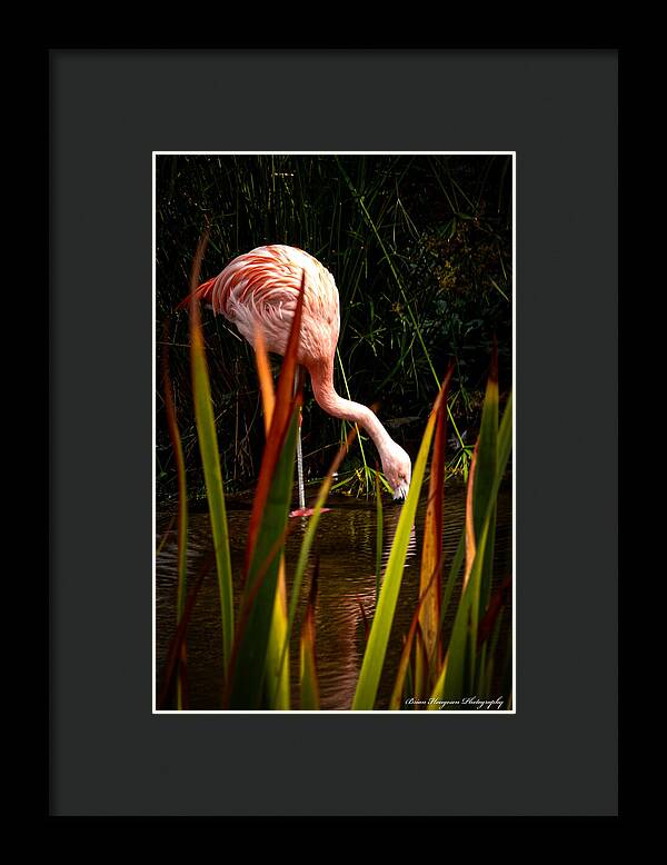 Taking a drink - Framed Print