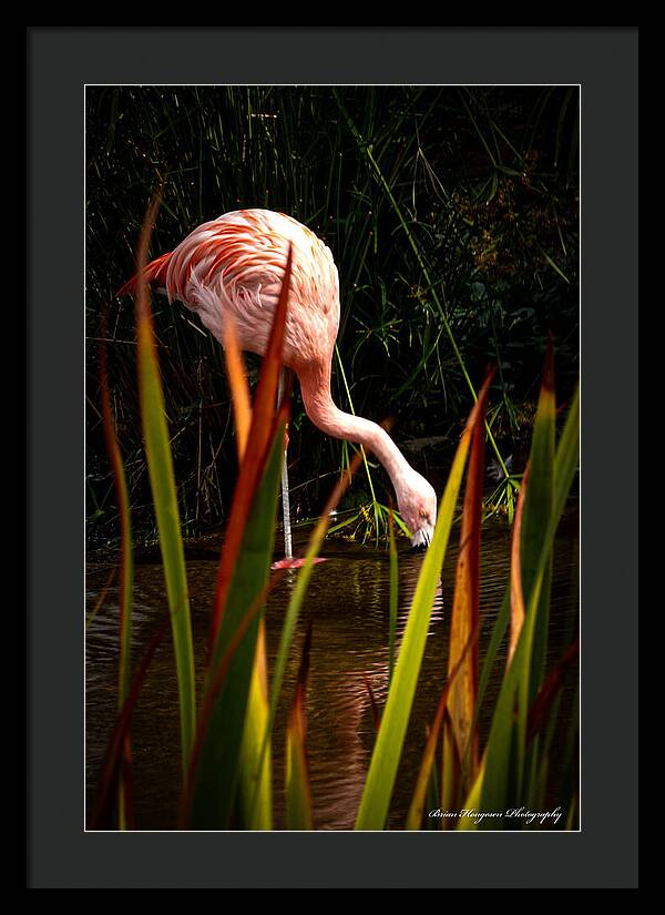 Taking a drink - Framed Print