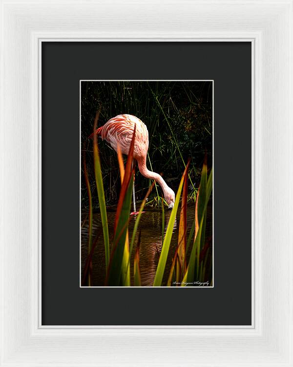 Taking a drink - Framed Print