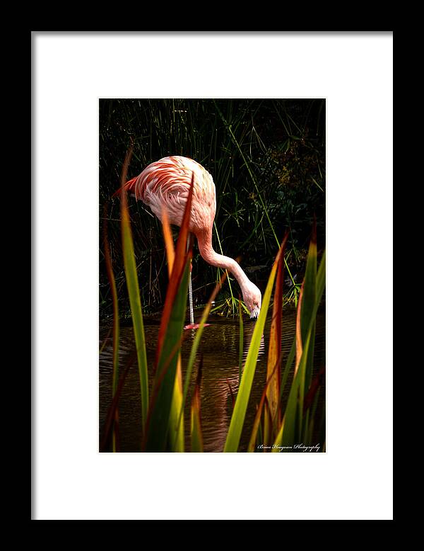 Taking a drink - Framed Print